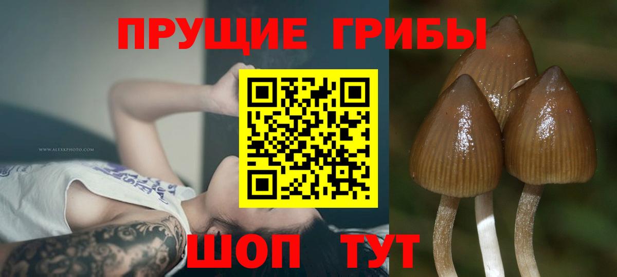 Псилоцибиновые грибы Psilocybine cubensis  Вход с VPN  Минеральные Воды  Псилоцибиновые грибы ЛСД 